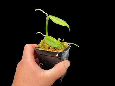 Vanilla planifolia Variegata Orchid