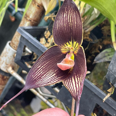 Dracula vampira “Zorba” AM/OMS Orchid 