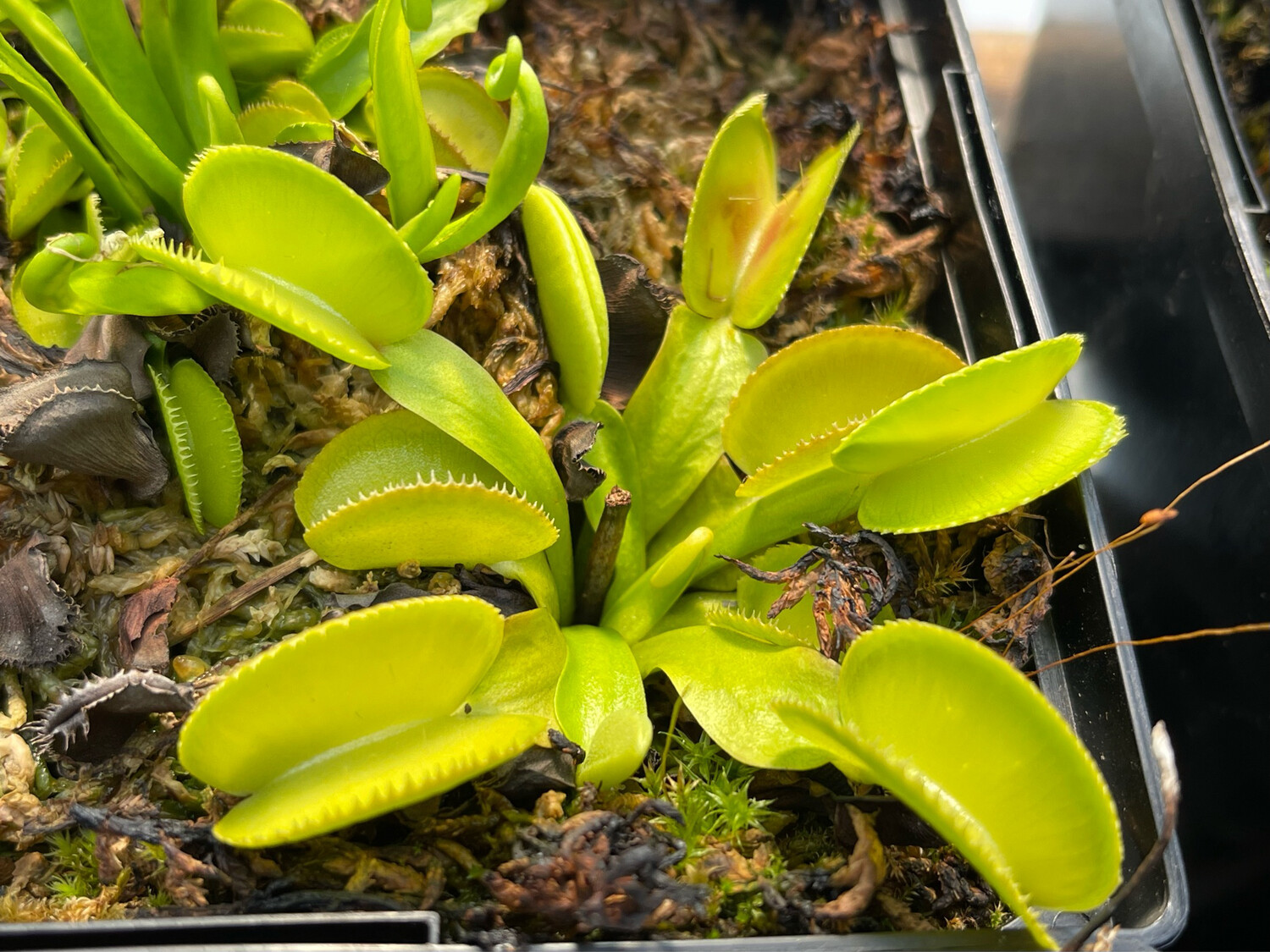 Dionaea muscipula ‘Green Microdent’ Venus Flytrap (small) Stunning Clone!
