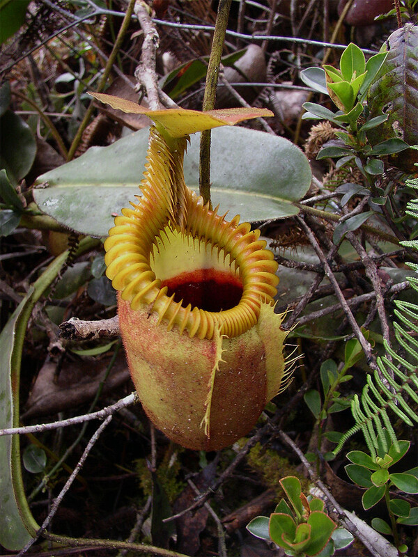 Nepenthes villosa Kinabalu