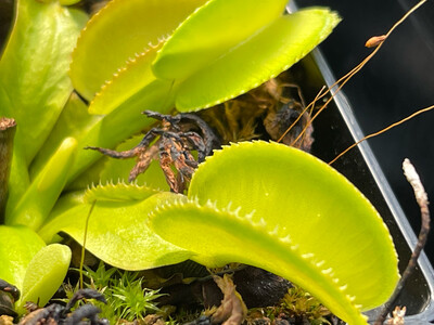 Dionaea muscipula ‘Green Microdent’ Venus Flytrap (small) Stunning Clone!