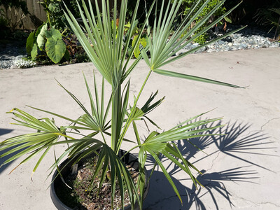 Sabel minor Dwarf Palm