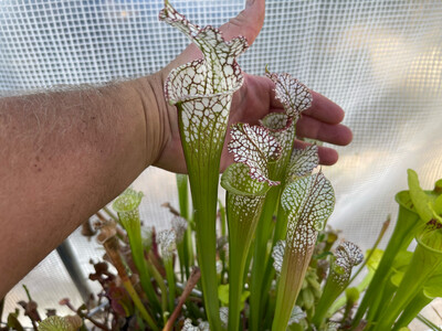 Sarracenia leucophylla  (A. Slacks ) X Self 