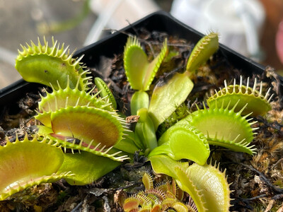 Dionaea muscipula  ‘Raptor’ Venus Flytrap (small)