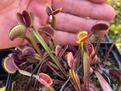 Dionaea muscipula  ‘Claytons Volcanic Red’ Venus Flytrap (small)