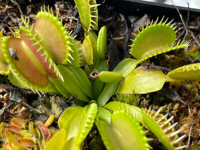 Dionaea muscipula  ‘Raptor’ Venus Flytrap (small)