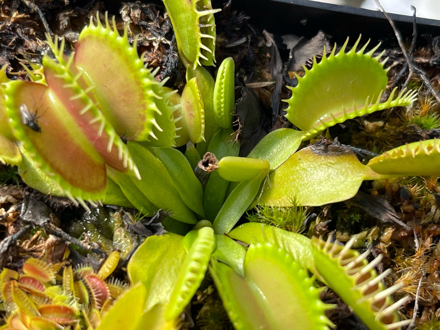 Dionaea muscipula  ‘Raptor’ Venus Flytrap (small)