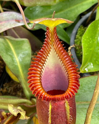 Nepenthes macrophylla Gng Trusmadi 2500m - Medium