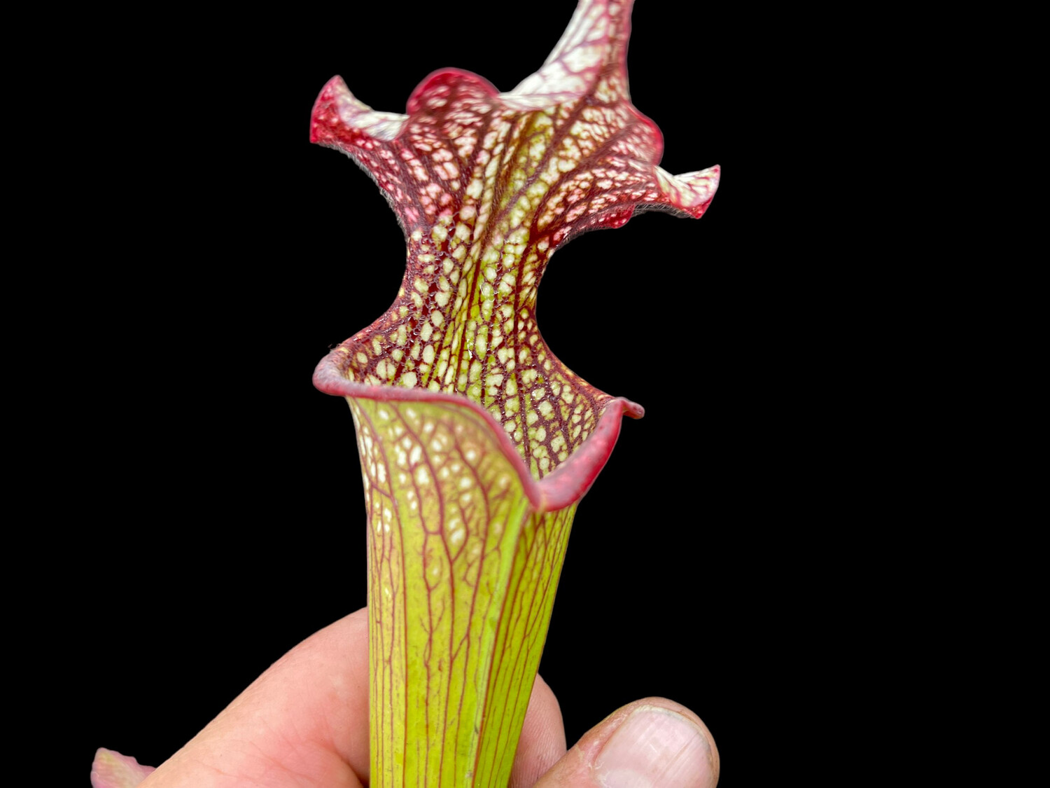 Sarracenia ‘Legacy’ x Self Big Plants! 