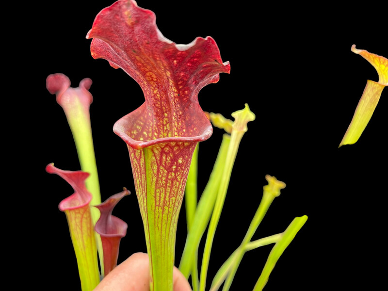 Sarracenia 'Vintner's Treasure' x ‘Saurus’