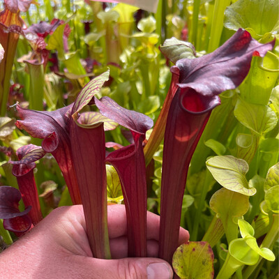 Sarracenia “Saxapahaw” x “Black Widow”