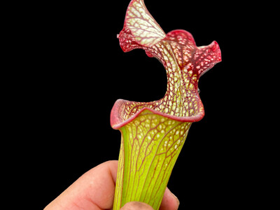 Sarracenia ‘Legacy’ x Self Big Plants! 