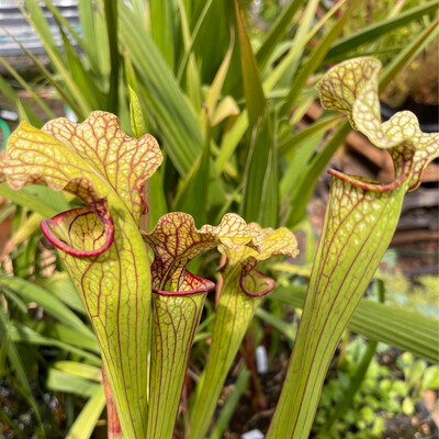 Sarracenia “Judith Hindle” x H24