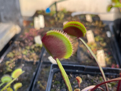 Dionaea muscipula  “Red Piranha” Venus Flytrap (small)