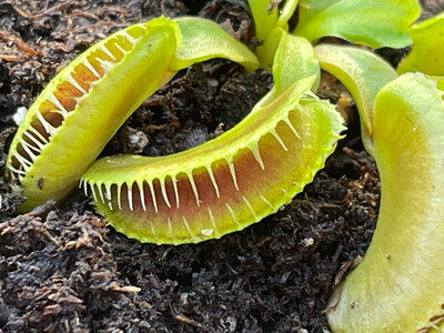 Dionaea muscipula GJ Montecore (small)