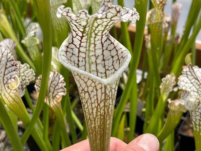 Sarracenia leucophylla &quot;Titan&quot; X  leucophylla “Purple Lips” 