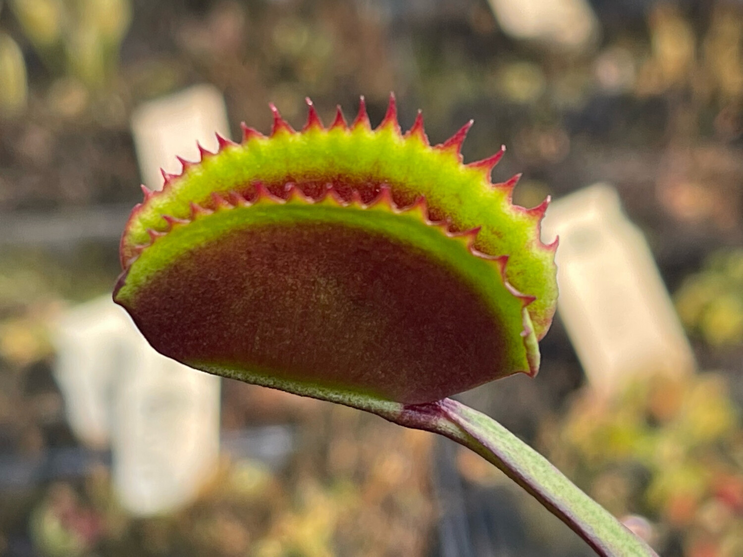 Dionaea muscipula “Red Piranha” Venus Flytrap (small)