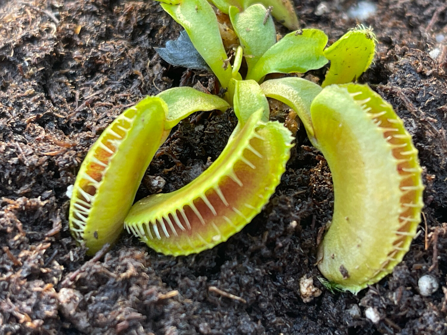 Dionaea muscipula GJ Montecore (small)