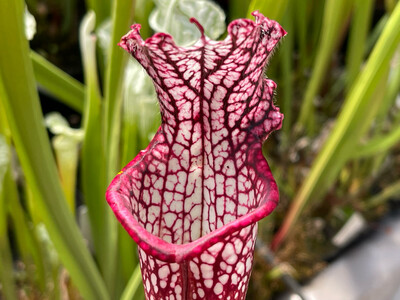 Sarracenia leucophylla "Titan" X  leucophylla “Purple Lips” 