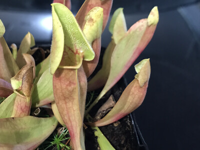 Sarracenia “Carolina Yellow Jacket” x Self
