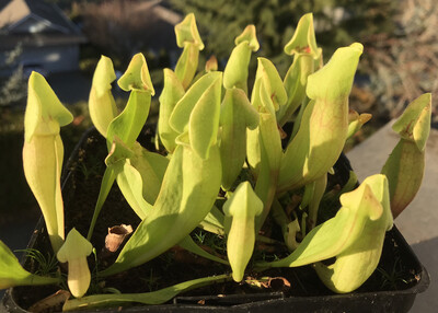 Sarracenia “Carolina Yellow Jacket” x Self