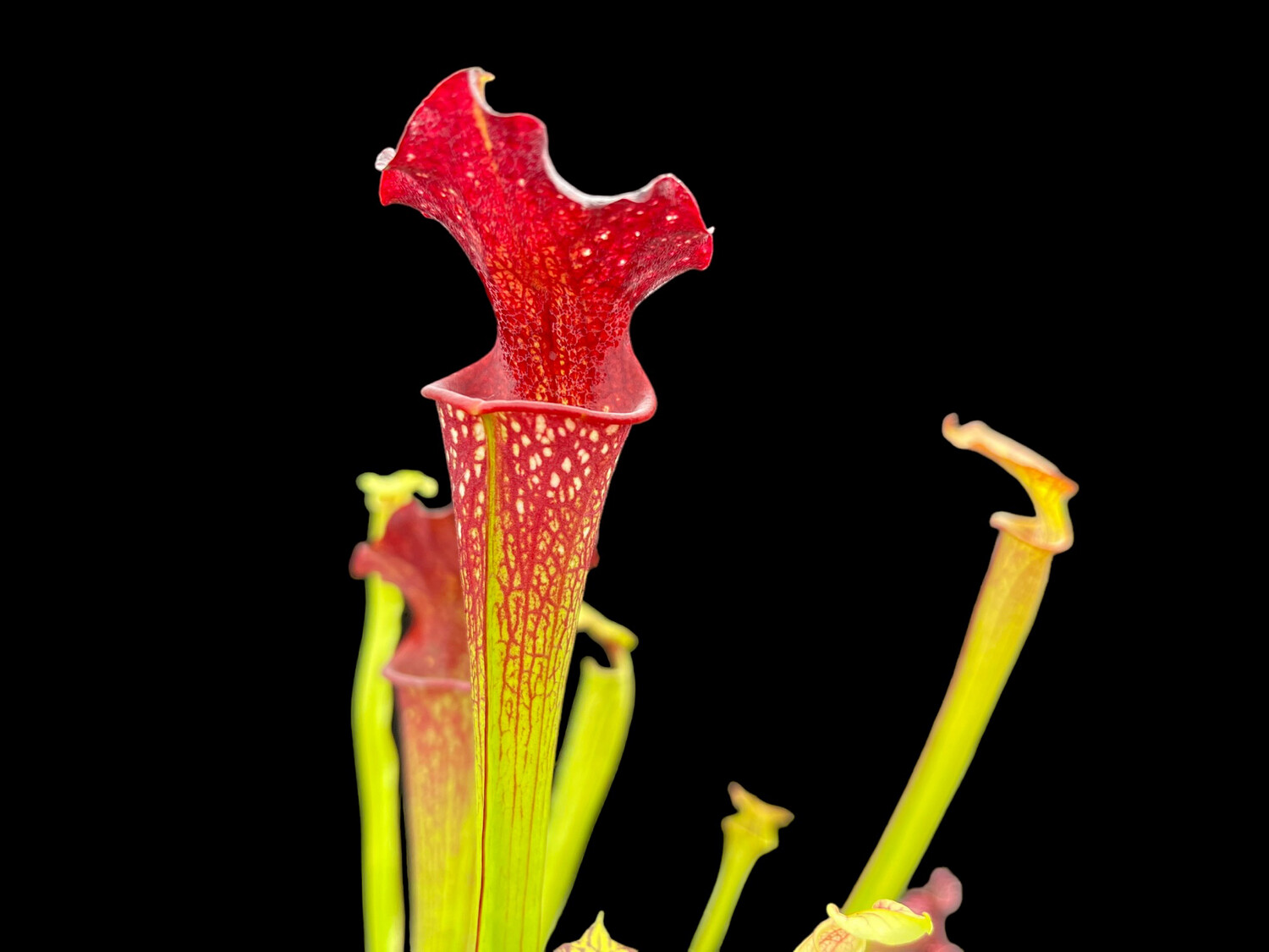 Sarracenia 'Vintner's Treasure' x ‘Saurus’