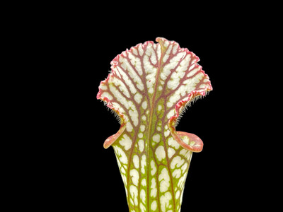 Sarracenia leucophylla “Bens Bog” Baldwin Co. Alabama 