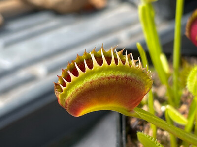 Dionaea muscipula ‘Tiger Teeth’ Venus Flytrap (small)