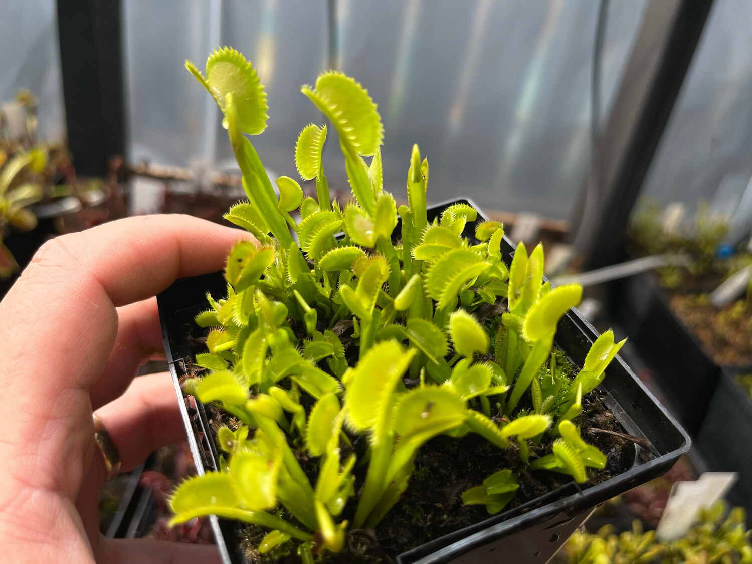 Dionaea muscipula ‘Tiger Teeth’ Venus Flytrap (small)