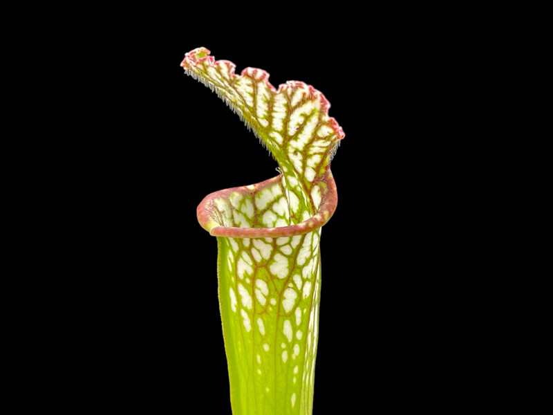 Sarracenia leucophylla “Bens Bog” Baldwin Co. Alabama 