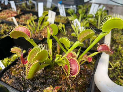 Dionaea muscipula “Destroyer”(small)