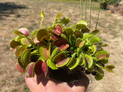 Dionaea muscipula “Schuppenstiel” Venus Flytrap (small)