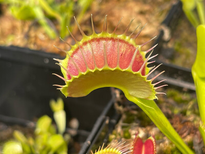 Dionaea muscipula “Destroyer”(small)