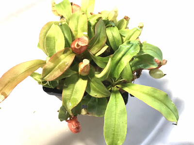 Nepenthes mirabilis var Globosa  -Seed grown