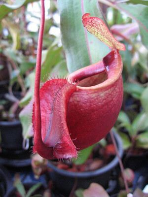 Nepenthes mirabilis var Globosa  -Seed grown