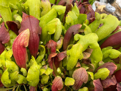 18 Wholesale Sarracenia Pack