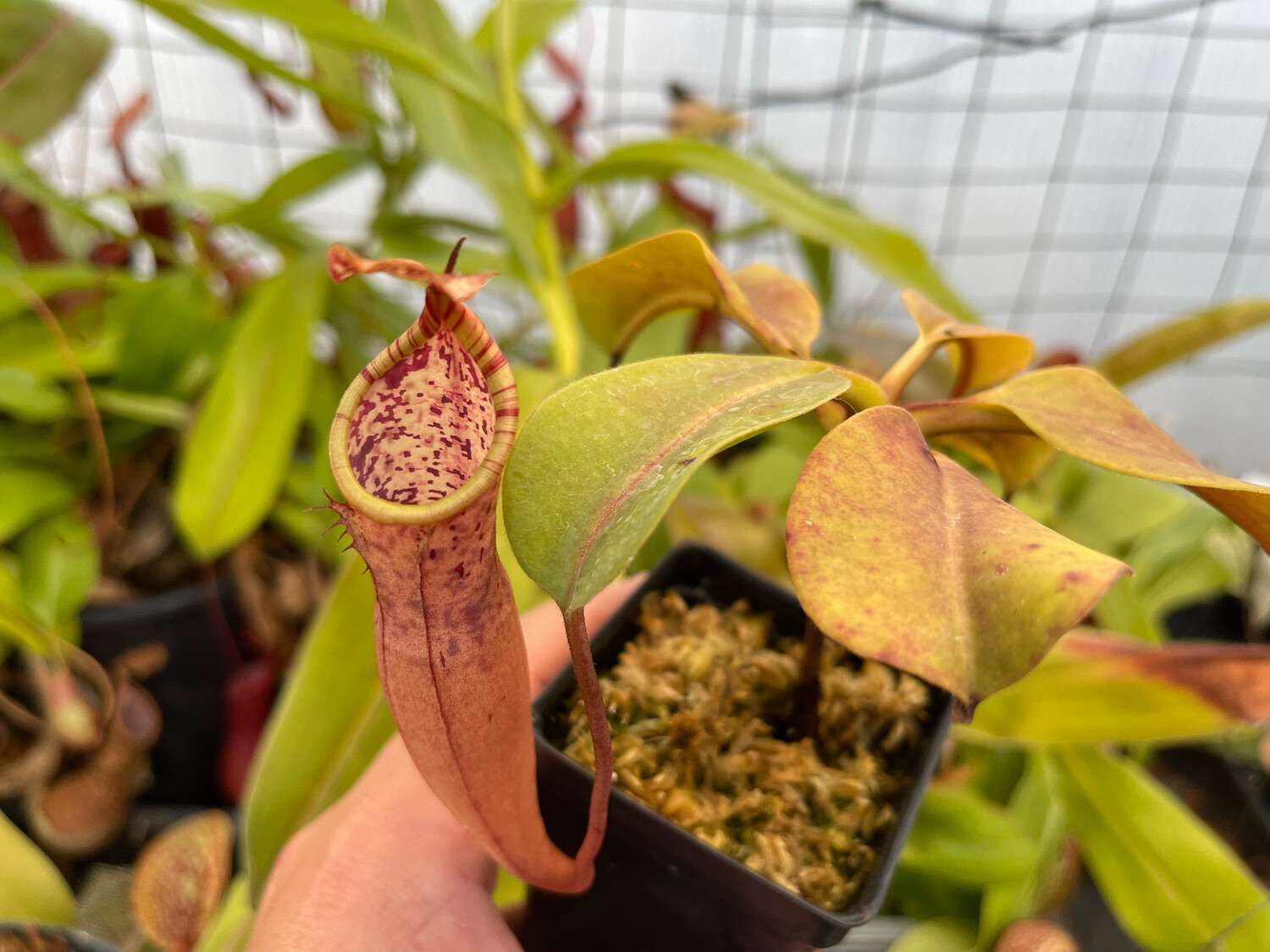 Nepenthes epiphytica - WYSIWYG