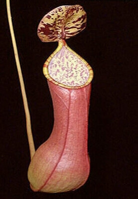 Nepenthes alata Surigao - Real Alata Not Ventrata! (rooted Cuttings)
