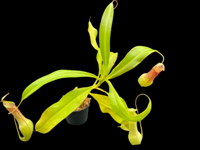 Nepenthes alata Surigao - Real Alata Not Ventrata! (rooted Cuttings)