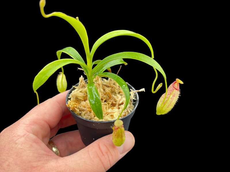 Nepenthes robcantleyi x aristolochioides BGH - Seed Grown