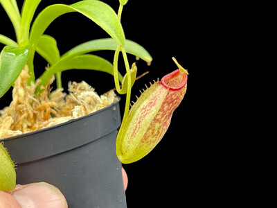 Nepenthes robcantleyi x aristolochioides BGH - Seed Grown