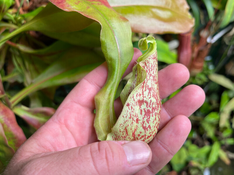 Nepenthes mirabilis “Winged” BGH Clone 1 