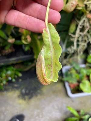 Nepenthes mirabilis “Winged”  BGH Clone 1 