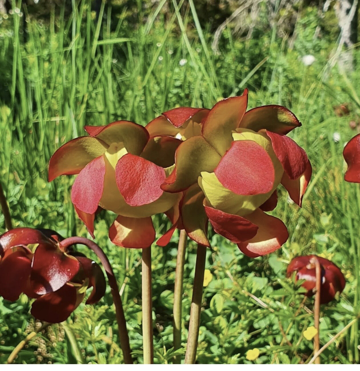 Sarracenia purpurea {introduced 100 years ago, near Geneve, Switzerland}