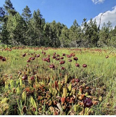 Sarracenia purpurea {introduced 100 years ago, near Geneve, Switzerland}