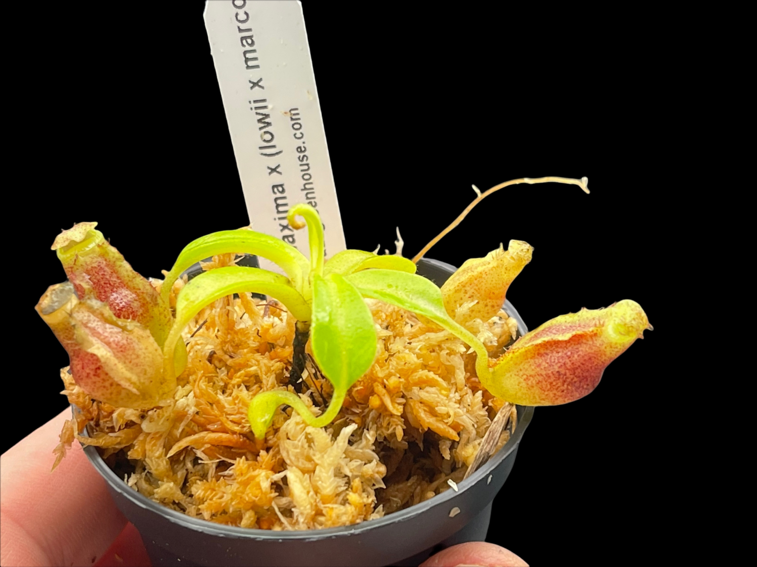 Nepenthes maxima x (lowii x macrophylla) for sale Carnivorous