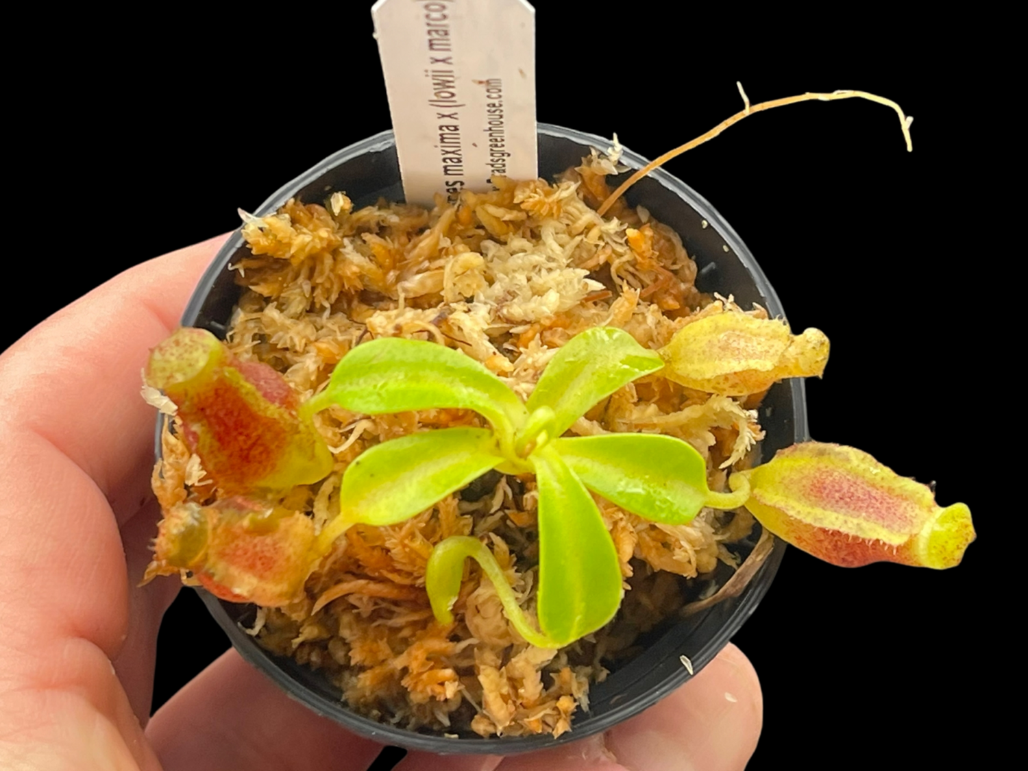 Nepenthes maxima x (lowii x macrophylla) for sale Carnivorous