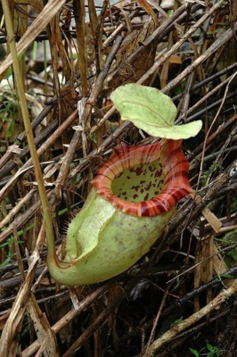 Nepenthes Alisaputrana (rajah x burbidgeae) BE-3931 Nice Size and easy grower!