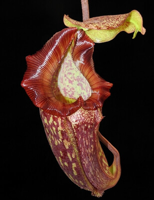 Nepenthes maxima x (lowii x macrophylla) BE- 3709