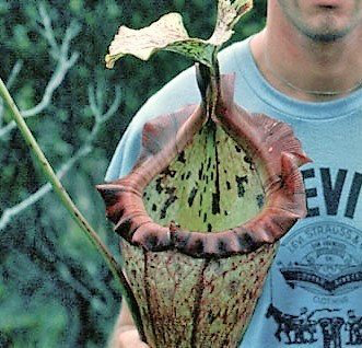 Nepenthes Alisaputrana (rajah x burbidgeae) BE-3931 Nice Size and easy grower!